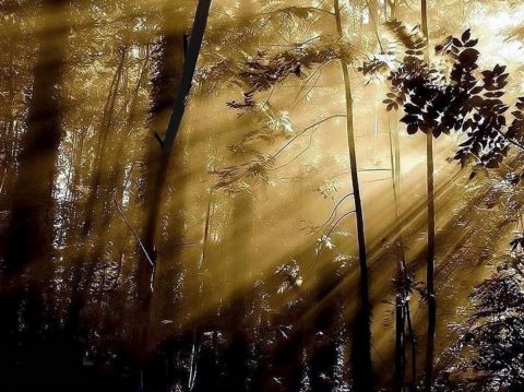 Tempete de soleil picard 